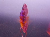 Discus pair, proven breeding pair. SOLD.