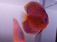 Discus pair, proven breeding pair. SOLD.