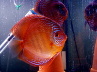 Discus pair, proven breeding pair. SOLD.