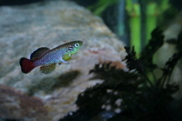 How Long Can Brine Shrimp Food Last How Long Can Brine Shrimp Food Last