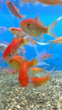 TROPICAL & COLD WATER FISH FOR SALE