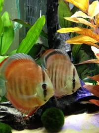 CHILTON AQUATICS. WE ARE THE AQUATIC SPECIALISTS. LARGEST RANGE OF FISH AND AQUATIC GOODS IN THE NORTH OF ENGLAND. BEST QUALITY AND BEST PRICES