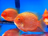 CHILTON AQUATICS. WE ARE THE AQUATIC SPECIALISTS. LARGEST RANGE OF FISH AND AQUATIC GOODS IN THE NORTH OF ENGLAND. BEST QUALITY AND BEST PRICES