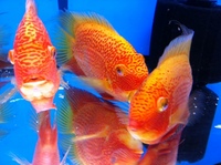 CHILTON AQUATICS. WE ARE THE AQUATIC SPECIALISTS. LARGEST RANGE OF FISH AND AQUATIC GOODS IN THE NORTH OF ENGLAND. BEST QUALITY AND BEST PRICES