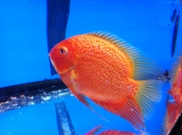 CHILTON AQUATICS. WE ARE THE AQUATIC SPECIALISTS. LARGEST RANGE OF FISH AND AQUATIC GOODS IN THE NORTH OF ENGLAND. BEST QUALITY AND BEST PRICES