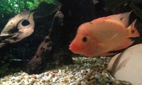 Stunning Fish For Sale