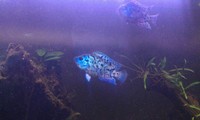 Stunning Fish For Sale