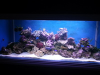 Mature live rock 90kilo loads coraline.can deliver localy.