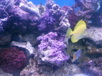 Mature live rock 90kilo loads coraline.can deliver localy.