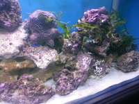 Mature live rock 90kilo loads coraline.can deliver localy.