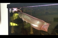 Silver Arowana