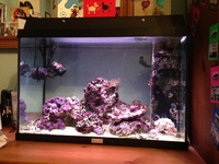 Juwel 80l Marine Aquarium