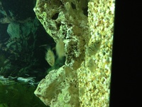 Cichlids