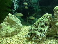 Cichlids