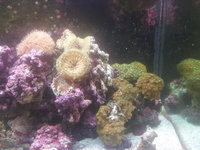 upgraded rsm 130 for sale