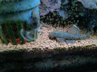 Baby Bristlenoses (Birmingham)