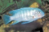 Malawi and other cichlids for sale
