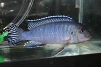 Malawi and other cichlids for sale