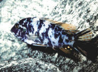 Malawi and other cichlids for sale