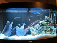 NEW PRICE - MUST GO TODAY Juwel Vision 180 in black + Eheim Professional 3 350T + extras – Malawi setup.