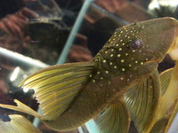 Ripples Waterlife, Shenstone. Plecs, Corys, and unusual species