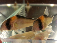 Ripples Waterlife, Shenstone. Plecs, Corys, and unusual species