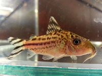Ripples Waterlife, Shenstone. Plecs, Corys, and unusual species
