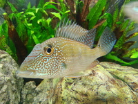 Ripples Waterlife, Shenstone. Plecs, Corys, and unusual species