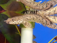 Ripples Waterlife, Shenstone. Plecs, Corys, and unusual species