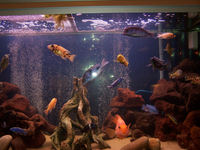 RENA AQUARIUM FOR SALE