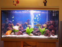 RENA AQUARIUM FOR SALE