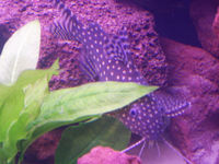 RENA AQUARIUM FOR SALE