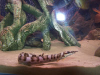 RENA AQUARIUM FOR SALE