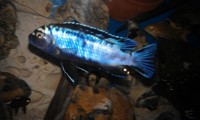 Top Quality Malawi Cichlids and Victorian Cichlids F1, F2 for sale
