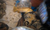 Top Quality Malawi Cichlids and Victorian Cichlids F1, F2 for sale