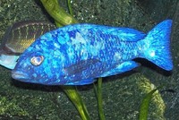 Top Quality Malawi Cichlids and Victorian Cichlids F1, F2 for sale