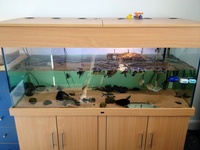 5ftx2ftx2ft nd aquatics aquarium and cabinet