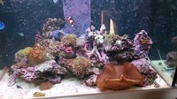 Aqua One Aqua Reef 300 Full Set up