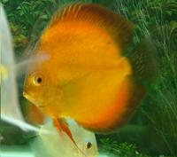 4 sale is A Large 7inch Rising Sun Discus Fish