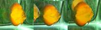 4 sale is A Large 7inch Rising Sun Discus Fish