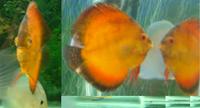 4 sale is A Large 7inch Rising Sun Discus Fish