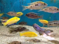 CHILTON AQUATICS. WE ARE THE AQUATIC SPECIALISTS. LARGEST RANGE OF FISH AND AQUATIC GOODS IN THE NORTH OF ENGLAND. BEST QUALITY AND BEST PRICES