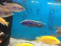 CHILTON AQUATICS. WE ARE THE AQUATIC SPECIALISTS. LARGEST RANGE OF FISH AND AQUATIC GOODS IN THE NORTH OF ENGLAND. BEST QUALITY AND BEST PRICES