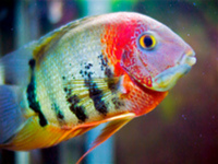 CHILTON AQUATICS. MAKING FISH KEEPING SPECIAL. THE BEST QUALITY OF TROPICAL/COLDWATER AND MARINE FISH IN THE NORTH EAST.