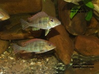 RESERVED-PENDING COLLECTION-0.5inch(2 cm) GEOPHAGUS SP.RED HEAD TAPAJOS x 20---£4 each or 2 for £7 or 5 for £17in Leeds