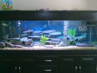 6ft x 2ft x 2ft aquarium setup
