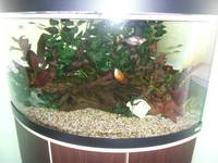 Fluval Venezia 190 ltr corner tank, cabinet and accessories