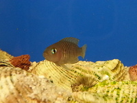 Ripples Waterlife, Shenstone. Malawi, Tanganyikan Cichlids.