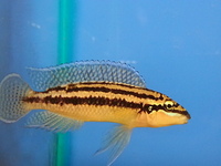 Ripples Waterlife, Shenstone. Malawi, Tanganyikan Cichlids.