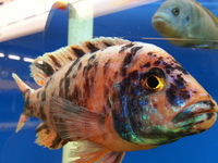 Ripples Waterlife, Shenstone. Malawi, Tanganyikan Cichlids.
